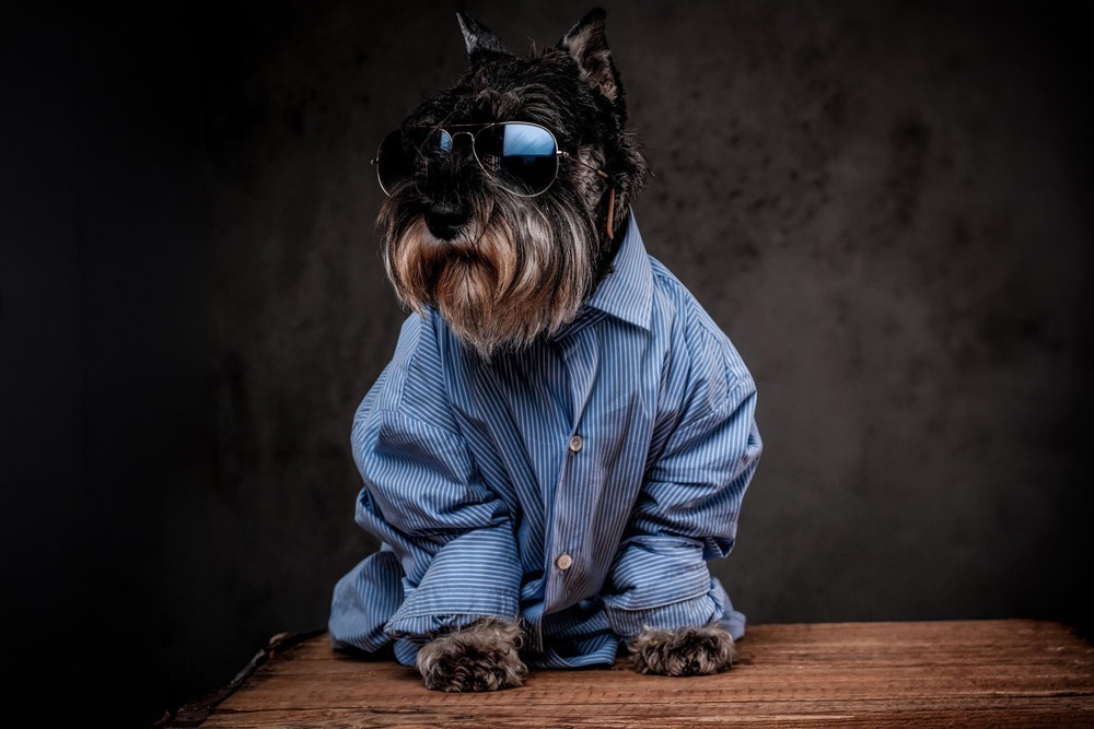 Chef vom Hund