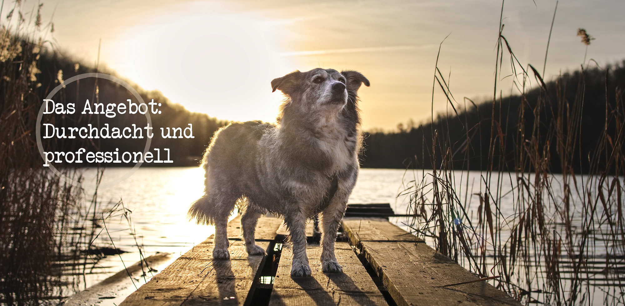 Angebot meines Hundetrainings