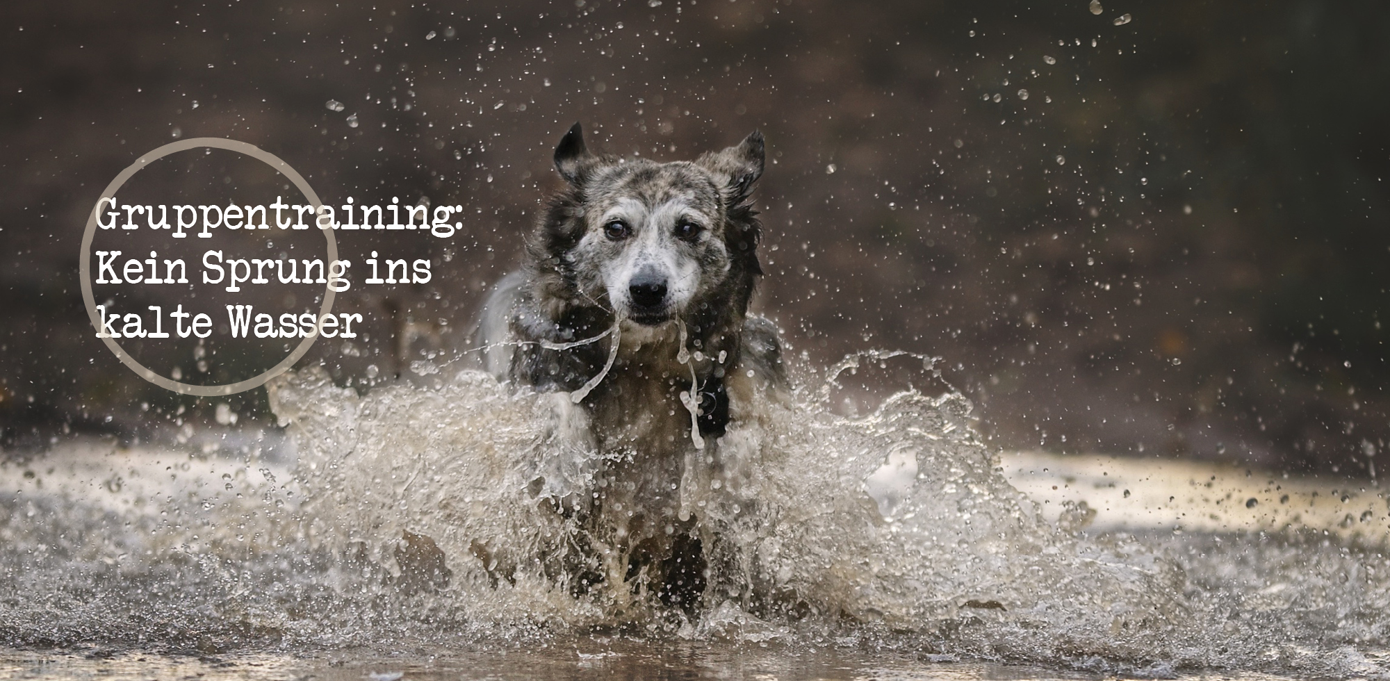 Gruppentraining für Hunde