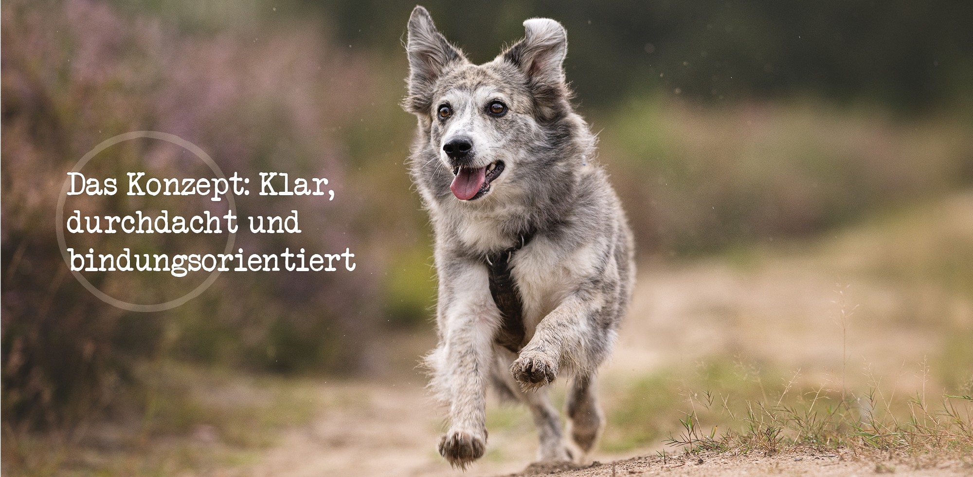 Konzept meines Hundetrainings