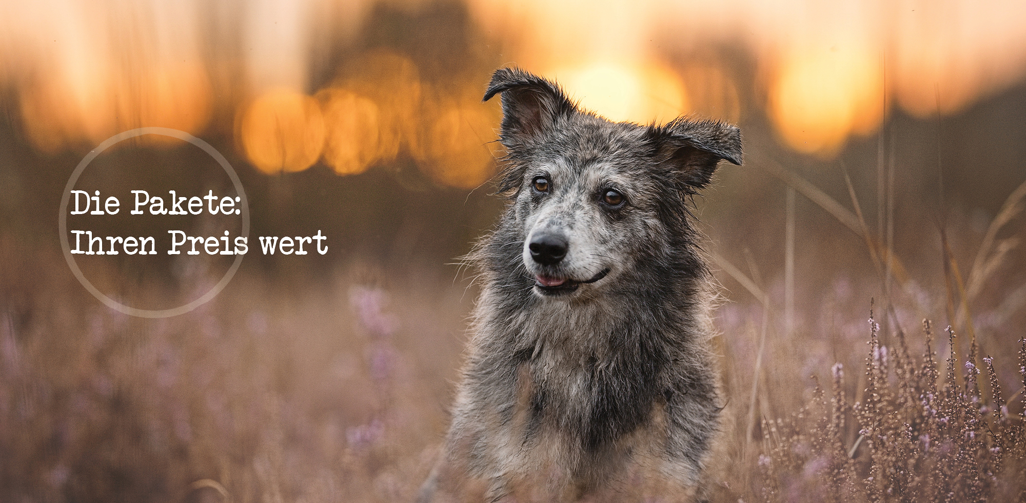 Pakete und Preise des Hundetrainings