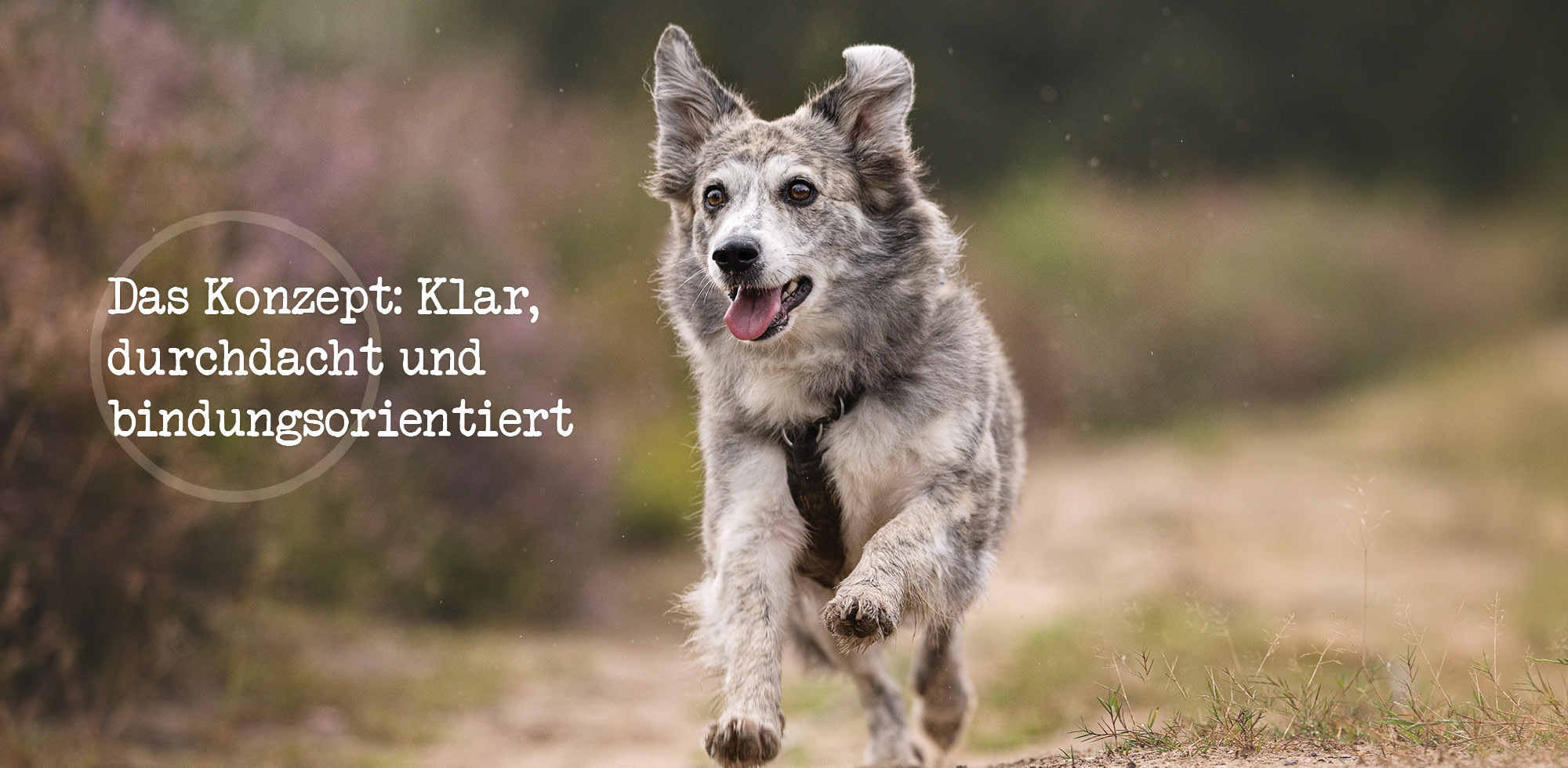 Konzept meines Hundetrainings
