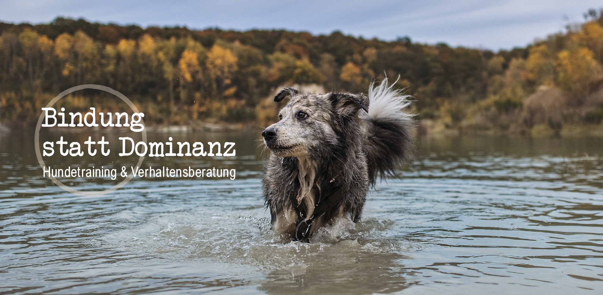Verhaltensberatung und Hundetraining in Bonn und Rhein-Sieg
